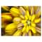 Designart - Massive Yellow Fractal Flower - Floral Canvas Art Print